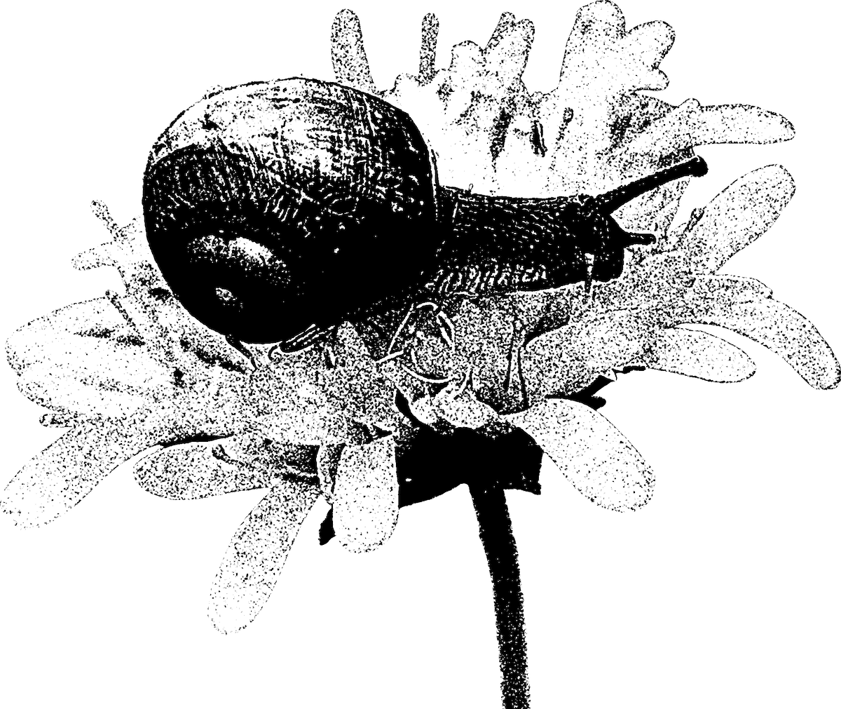 A snail on a flower