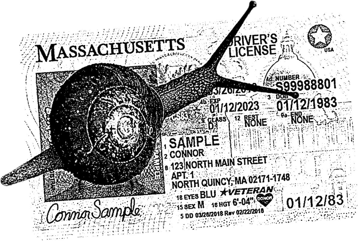 A snail on a Massachusetts ID card